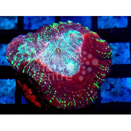 Lobophyllia red rim blue center CITES:23PTLX01040I