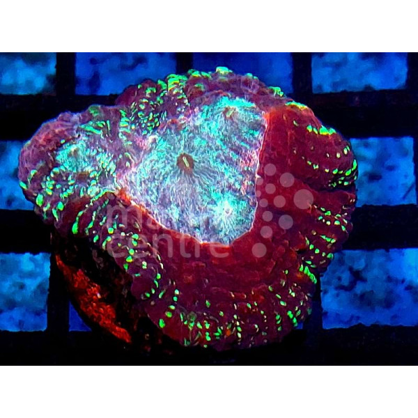 Lobophyllia red rim blue center