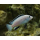 Labidochromis snow white 5-6 cm