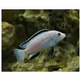 Labidochromis snow white 5-6 cm