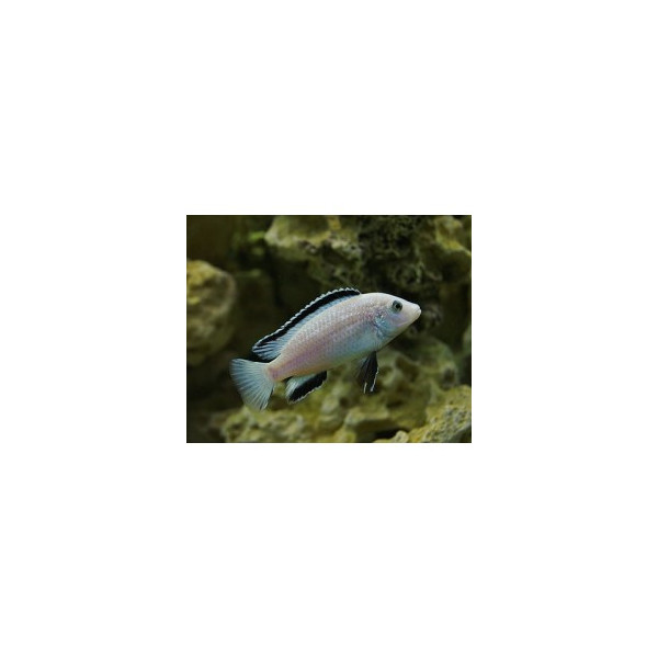 Labidochromis snow white 5-6 cm