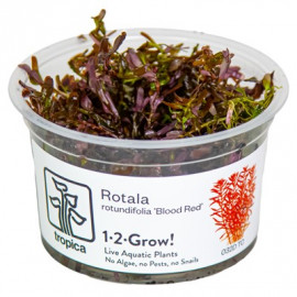 Rotala rotundifolia 'Blood Red' 1-2-Grow!