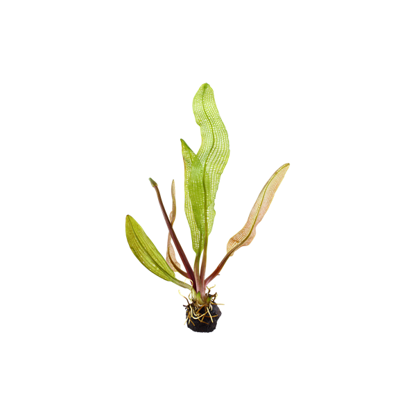 Aponogeton madagascariensis TROPICA