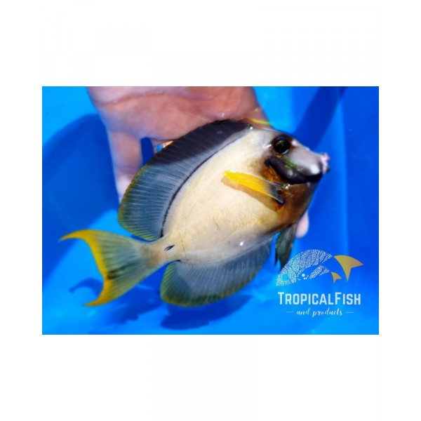 Acanthurus pyroferus yellow and white L