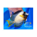 Acanthurus pyroferus yellow and white L