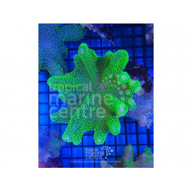 Lobophytum green polyps M