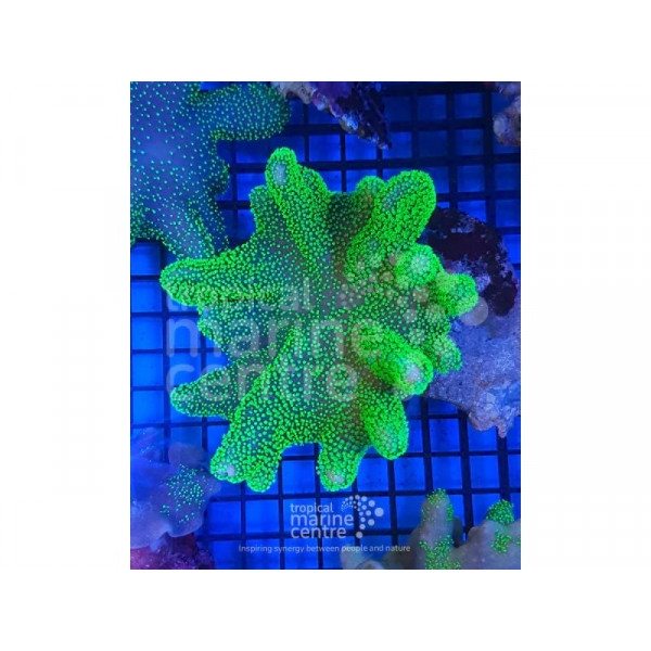 Lobophytum green polyps M