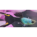 GUPPY MACHO DARK DEVIL