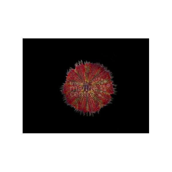 Salmacis belli Red Bell's Urchin