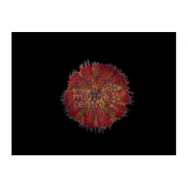 Salmacis belli Red Bell's Urchin