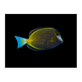 ACANTHURUS JAPONICUS S