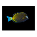 ACANTHURUS JAPONICUS S