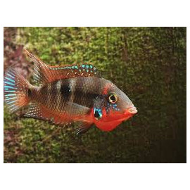 Cichlasoma Meeki 5-6 cm Thorichthys meeki