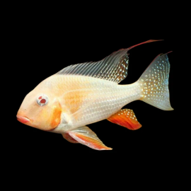 acharichthys heckelii albino S