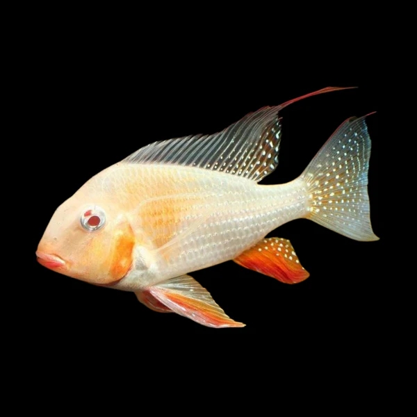 acharichthys heckelii albino