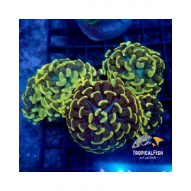 EUPHYLLIA PARANCORA TWO TONES ULTRA FRAG CITES: es-mt-50380/23i