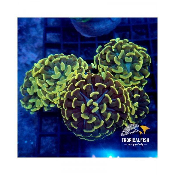 EUPHYLLIA PARANCORA TWO TONES ULTRA FRAG