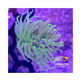 EUPHYLLIA GLABRESCENS CANDY ULTRA FRAG CITES: es-mt-50380/23i