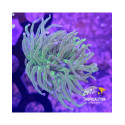 EUPHYLLIA GLABRESCENS CANDY ULTRA FRAG 