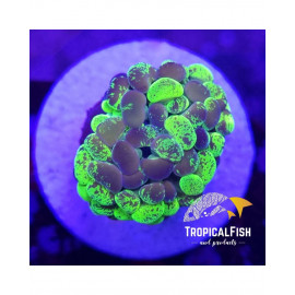 EUPHYLLIA PARANCORA TOXIC ULTRA FRAG CITES: es-mt-50380/23i