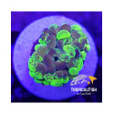 EUPHYLLIA PARANCORA TOXIC ULTRA FRAG 