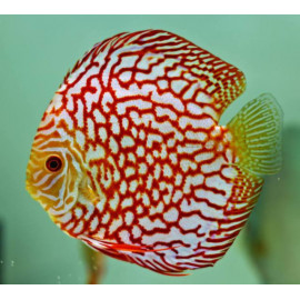 Discus Deluxe ajedrez L