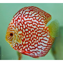 Discus Deluxe ajedrez L