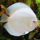 Discus deluxe snow albin JUMBO