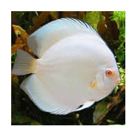 Discus deluxe snow albin L