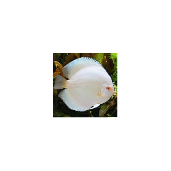 Discus deluxe snow albin JUMBO