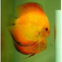 Discus deluxe Red Marlboro yellow TX L