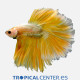 Betta macho half moon Dragon Gold