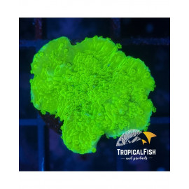 MONTIPORA LIMA FLUOR FRAG AUSSIE CITES: es-mt-525522i