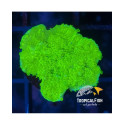 MONTIPORA LIMA FLUOR FRAG AUSSIE 