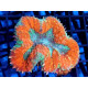 Lobophyllia bicolor Red Blue Green ML