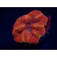 Lobophyllia bicolor Red Blue L