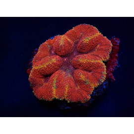 Lobophyllia bicolor Red ULTRA L CITES: 23PTLX01581I