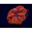 Lobophyllia bicolor Red ULTRA L 