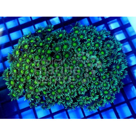 Goniopora yellow greenie L CITES: 23PTLX01552I