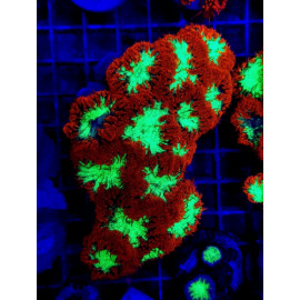 Blastomussa wellsi (Ultra) L CITES: 24PTLX00310I