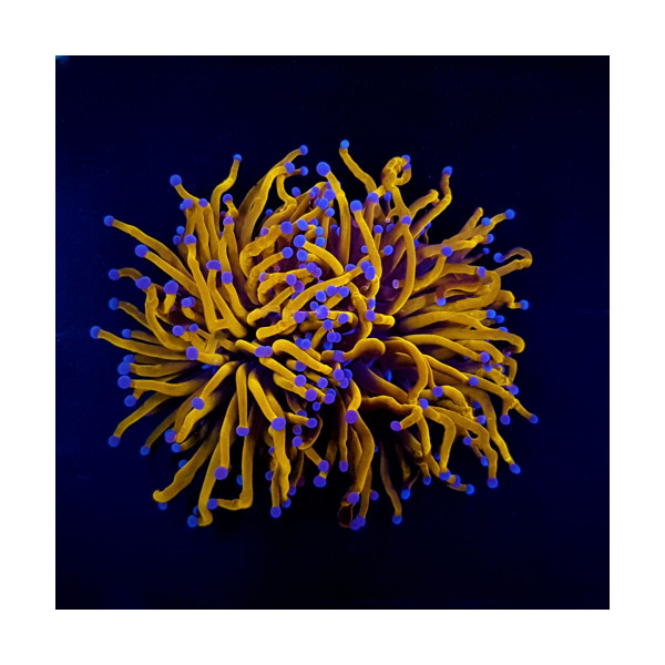 Euphyllia cristata Gold torch