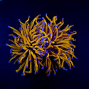 Euphyllia Glabrescens Gold torch 