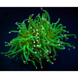 Euphyllia glabrescens (Cotton Candy) torch CITES: 23PTLX01547I