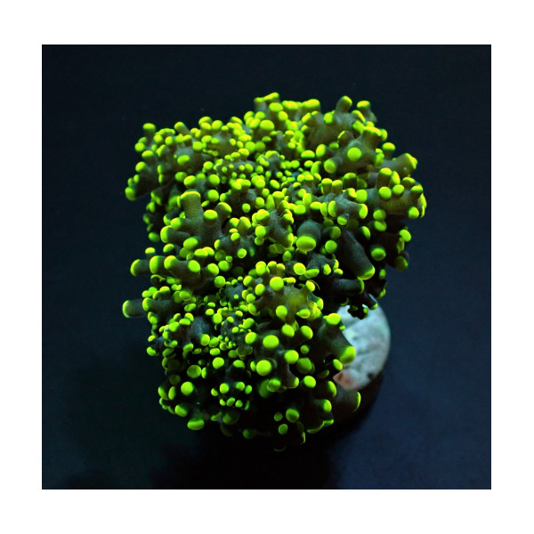 EUPHYLLIA YAEYAMAENSIS Green ultra