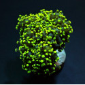 EUPHYLLIA YAEYAMAENSIS Green ultra 