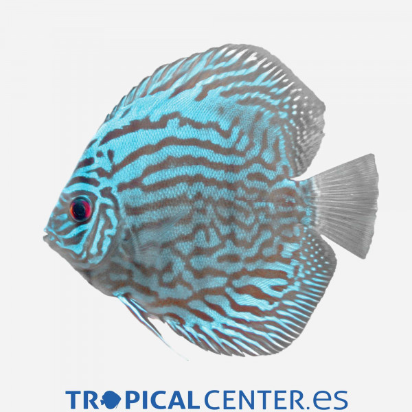 Discus azul turquesa Premium SYMPHYSODON AEQUIFASCIATA