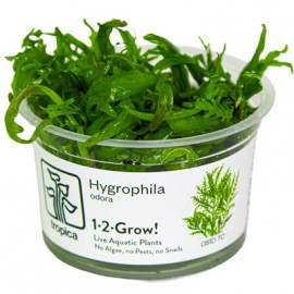 Hygrophila odora 1-2-Grow! Tropica