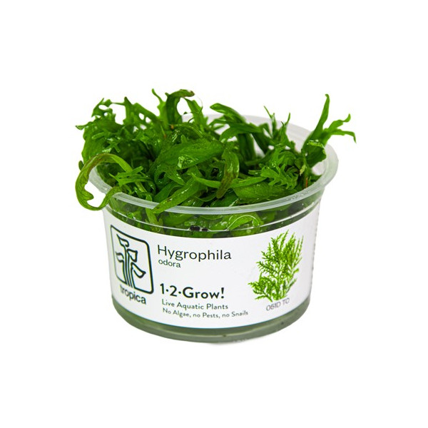 Hygrophila odora 1-2-Grow! Tropica