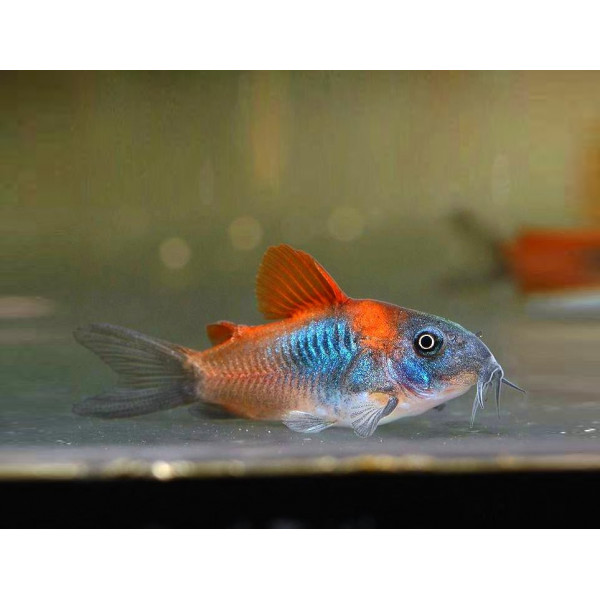 CORYDORAS AENEUS ORANGE VENEZUELA