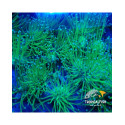 SARCOPHYTON FRAG VERDE FLUOR POLIPO LARGO CAUTIVIDAD